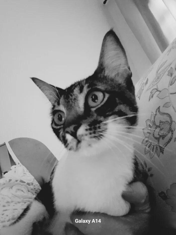 Gato ra a SRD-ViraLata idade 2 anos nome Bento