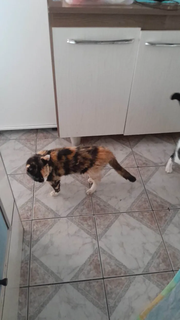 Gato ra a SRD-ViraLata idade 2 anos nome Quase Linda