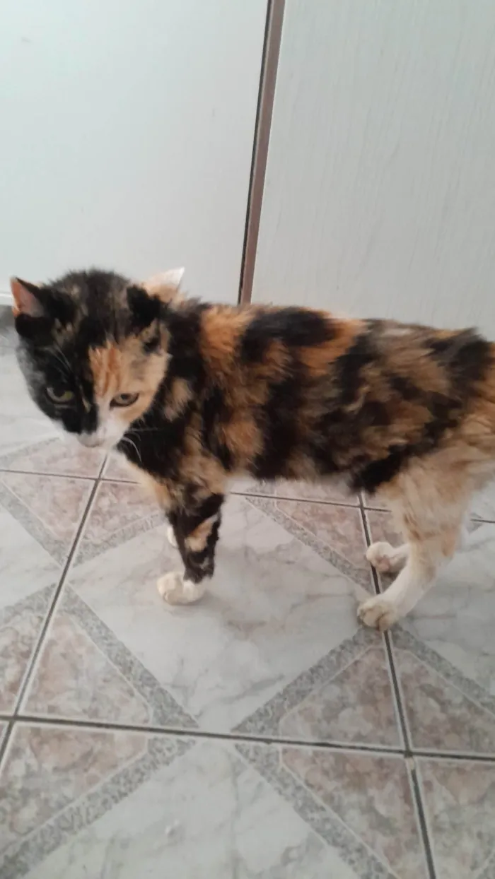 Gato ra a SRD-ViraLata idade 2 anos nome Quase Linda