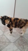 Quase Linda