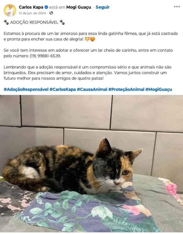 Gato ra a SRD-ViraLata idade 2 anos nome Quase Linda