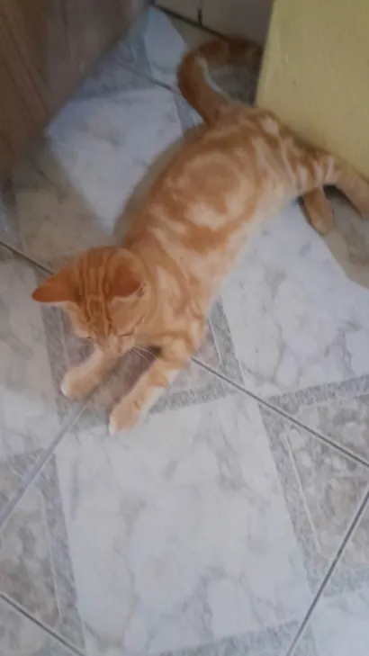 Gato raça SRD-ViraLata idade 1 ano nome Matildo 