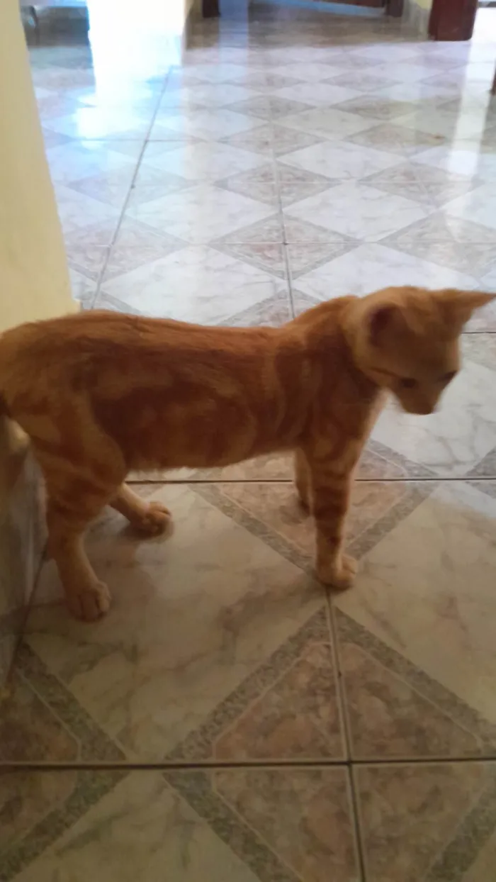 Gato ra a SRD-ViraLata idade 1 ano nome Matildo 