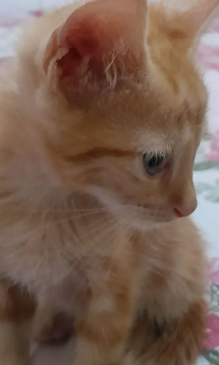 Gato ra a SRD-ViraLata idade 1 ano nome Matildo 