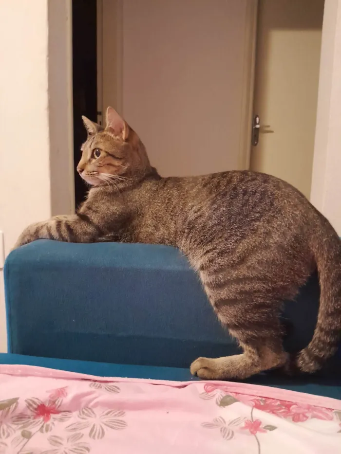 Gato ra a SRD-ViraLata idade 2 anos nome Serena