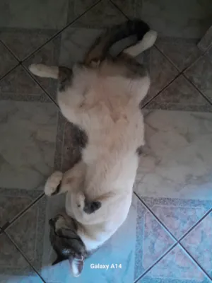 Gato raça SRD-ViraLata idade 2 anos nome Chico