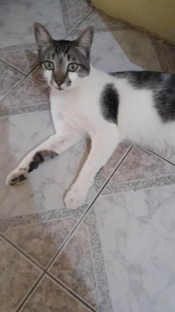 Gato ra a SRD-ViraLata idade 2 anos nome Chico