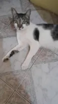 Chico