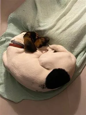 Cachorro raça SRD-ViraLata idade 2 anos nome Jack 