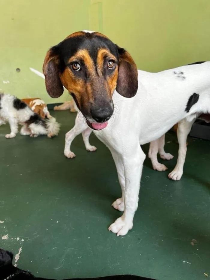 Cachorro ra a SRD-ViraLata idade 2 anos nome Jack 