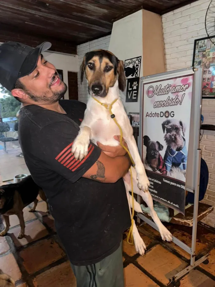 Cachorro ra a SRD-ViraLata idade 2 anos nome Jack 