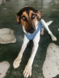 Jack