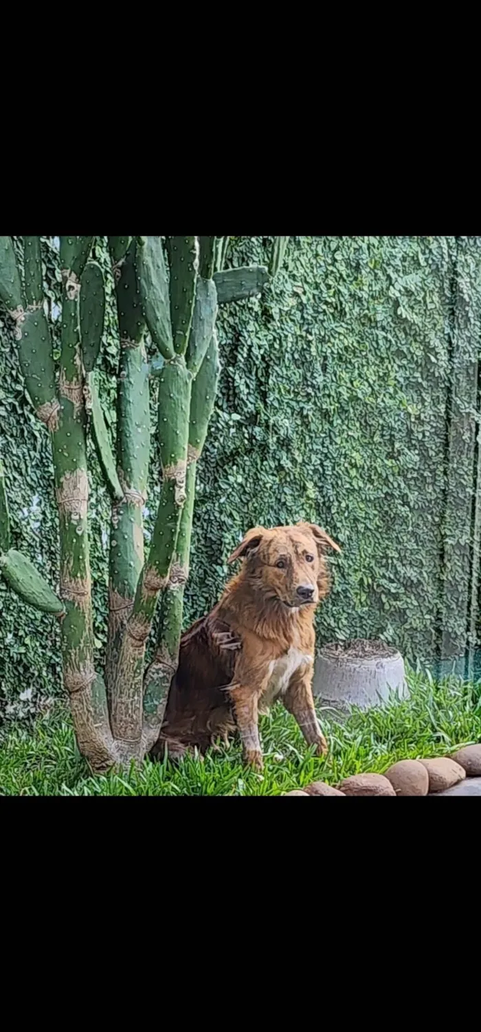 Cachorro ra a SRD-ViraLata idade 2 anos nome Chamo ele de cachorrao