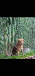 Chamo ele de cachorrao