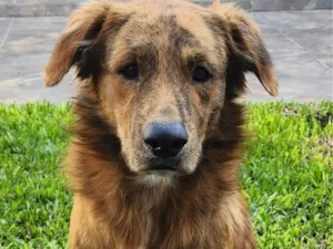 Cachorro raça SRD-ViraLata idade 2 anos nome Chamo ele de cachorrao