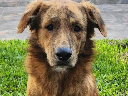 Cachorro raça SRD-ViraLata idade 2 anos nome Chamo ele de cachorrao