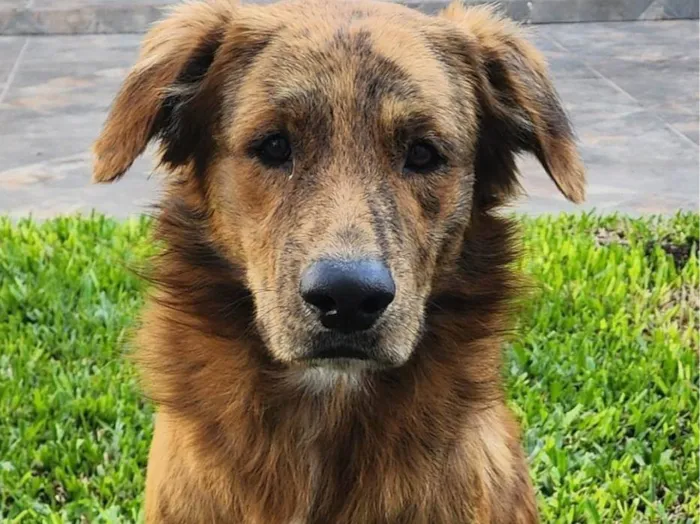 Cachorro ra a SRD-ViraLata idade 2 anos nome Chamo ele de cachorrao