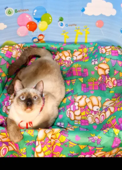 Gato raça SRD-ViraLata idade 7 a 11 meses nome Justin