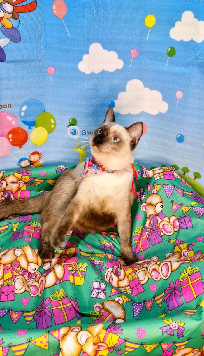 Gato ra a SRD-ViraLata idade 7 a 11 meses nome Justin