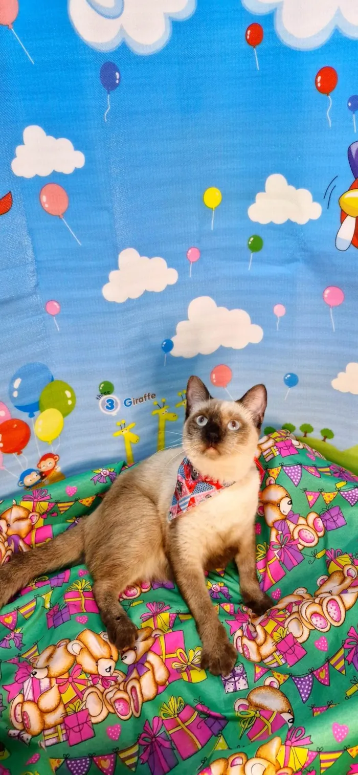 Gato ra a SRD-ViraLata idade 7 a 11 meses nome Justin