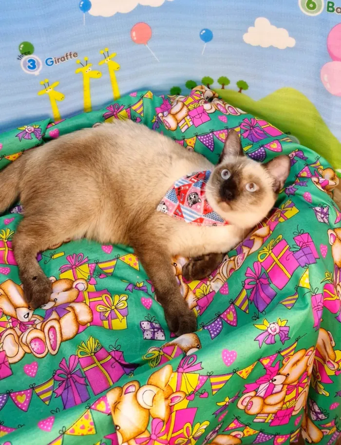 Gato ra a SRD-ViraLata idade 7 a 11 meses nome Justin