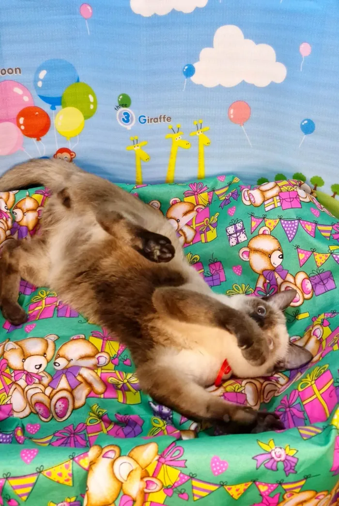 Gato ra a SRD-ViraLata idade 7 a 11 meses nome Justin