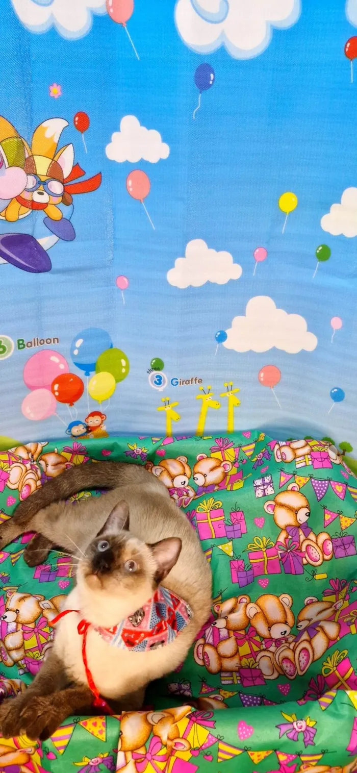 Gato ra a SRD-ViraLata idade 7 a 11 meses nome Justin