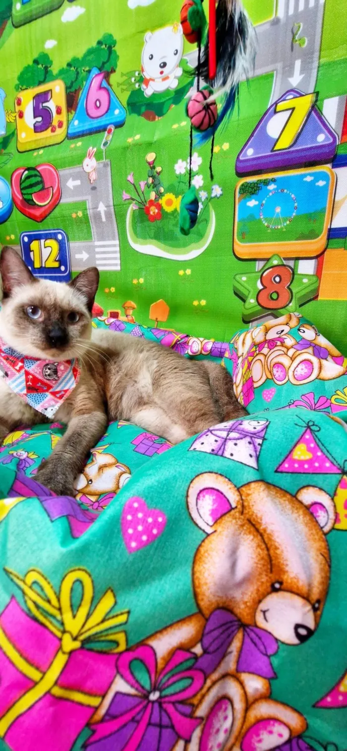 Gato ra a SRD-ViraLata idade 7 a 11 meses nome Justin