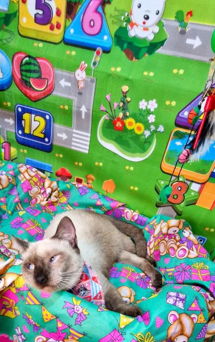 Gato ra a SRD-ViraLata idade 7 a 11 meses nome Justin