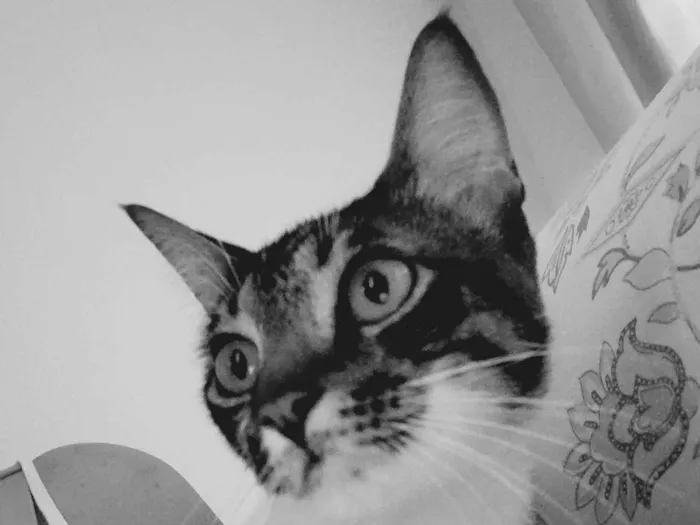 Gato ra a SRD-ViraLata idade 2 anos nome Bento
