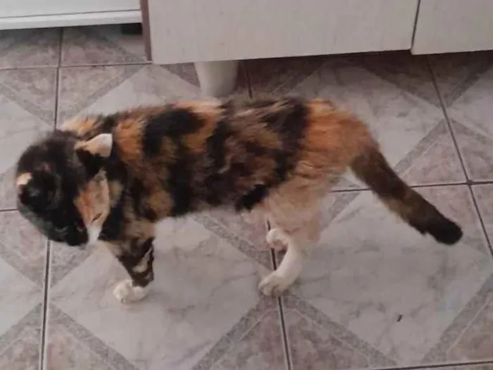 Gato ra a SRD-ViraLata idade 2 anos nome Quase Linda