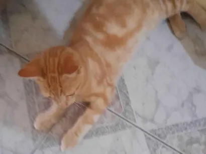 Gato raça SRD-ViraLata idade 1 ano nome Matildo 