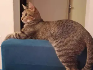 Gato raça SRD-ViraLata idade 2 anos nome Serena