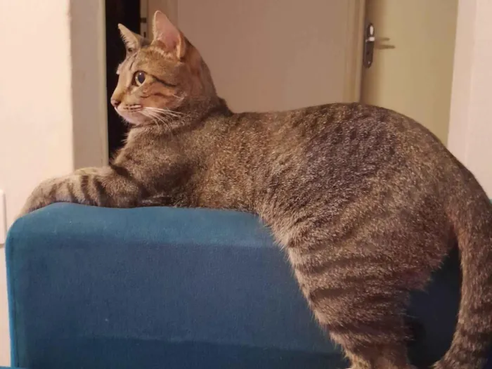 Gato ra a SRD-ViraLata idade 2 anos nome Serena