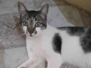 Gato raça SRD-ViraLata idade 2 anos nome Chico