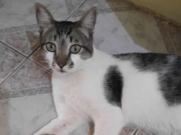 Gato ra a SRD-ViraLata idade 2 anos nome Chico