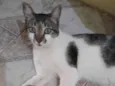 Chico