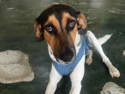 Cachorro raça SRD-ViraLata idade 2 anos nome Jack 