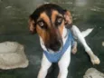 Jack