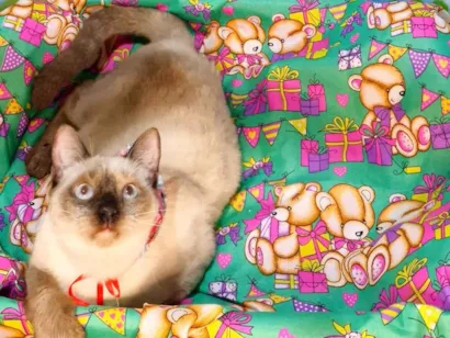 Gato raça SRD-ViraLata idade 7 a 11 meses nome Justin