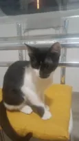 Oreo