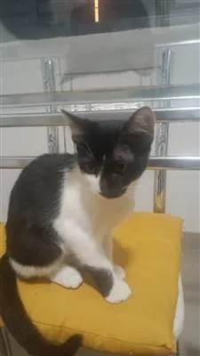 Gato raça SRD-ViraLata idade 2 a 6 meses nome Oreo