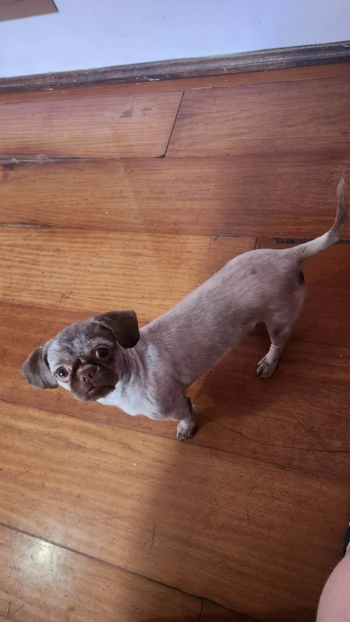 Cachorro ra a Shitzu idade 1 ano nome Esme