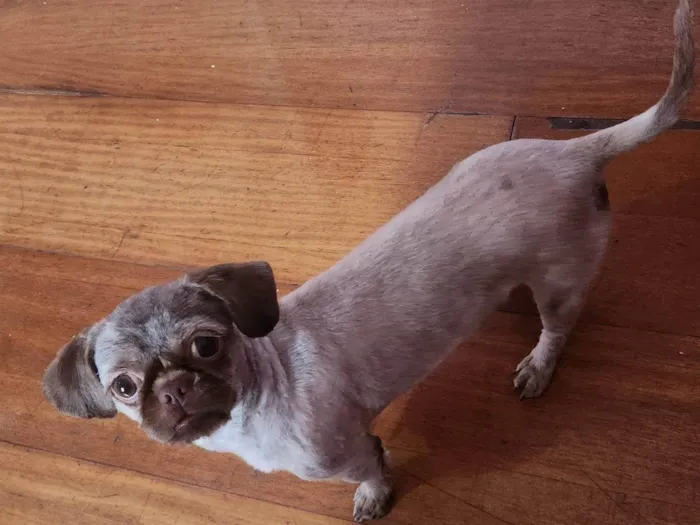 Cachorro ra a Shitzu idade 1 ano nome Esme