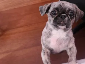 Cachorro raça Shitzu idade 2 anos nome Lana