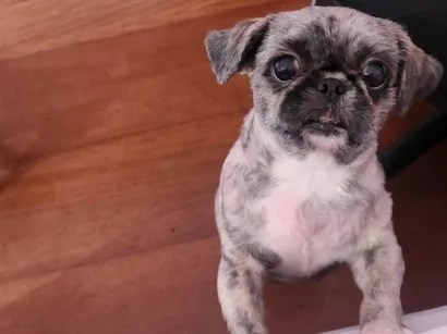 Cachorro raça Shitzu idade 2 anos nome Lana