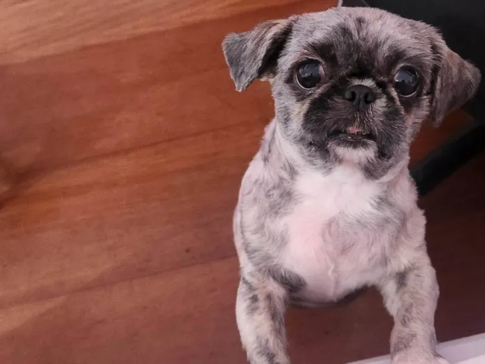 Cachorro ra a Shitzu idade 2 anos nome Lana