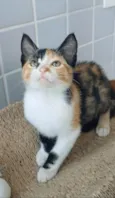 PANDORA