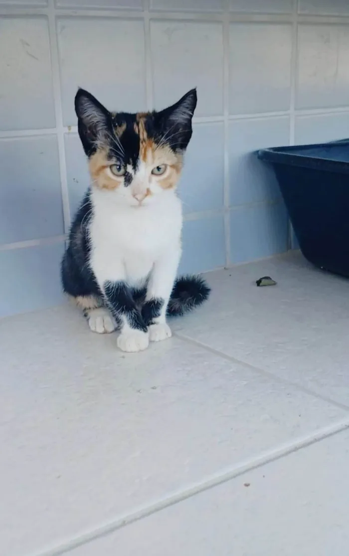Gato ra a SRD-ViraLata idade 2 a 6 meses nome PANDORA