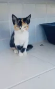 PANDORA